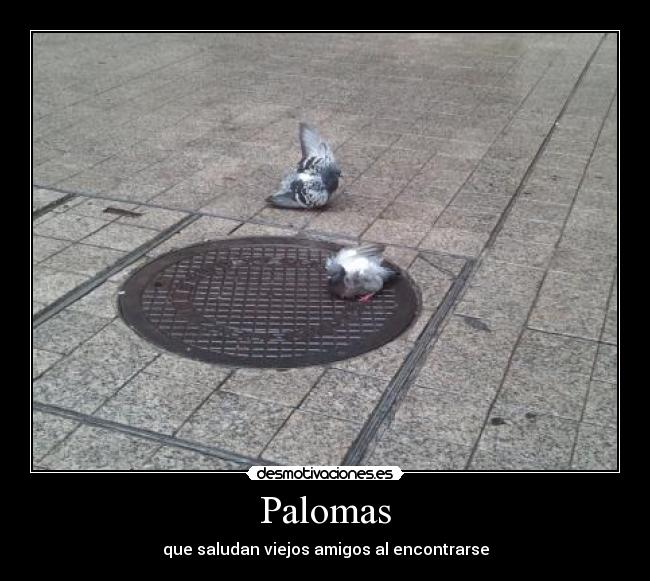 Palomas -