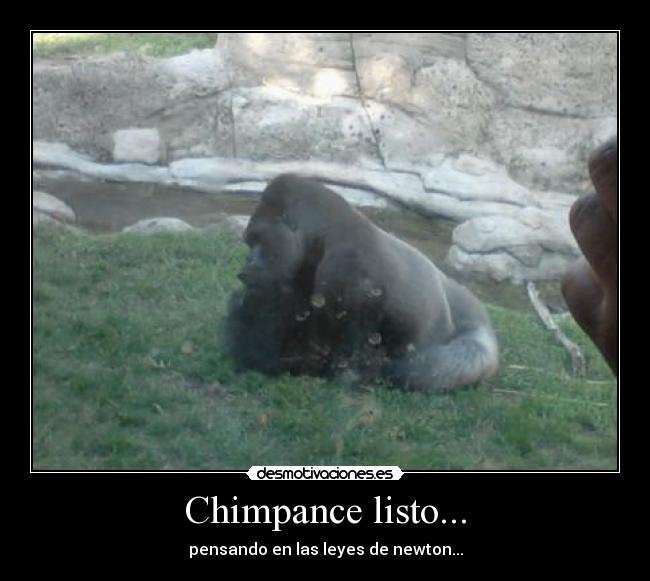 Chimpance listo... - pensando en las leyes de newton...
