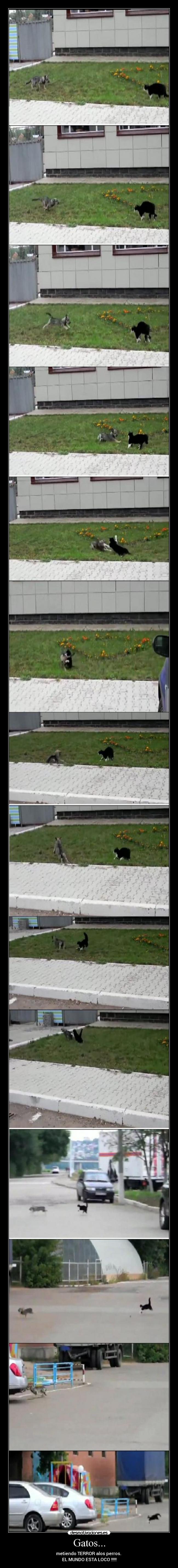 Gatos... - metiendo TERROR alos perros. 
EL MUNDO ESTA LOCO !!!!!