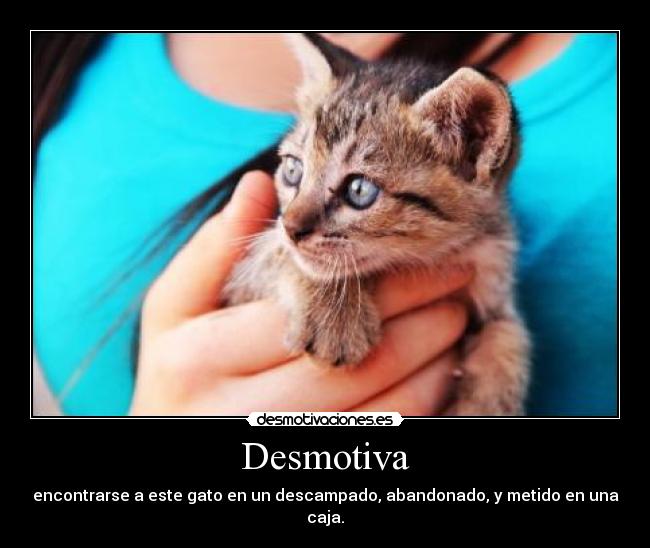 Desmotiva - encontrarse a este gato en un descampado, abandonado, y metido en una caja.
