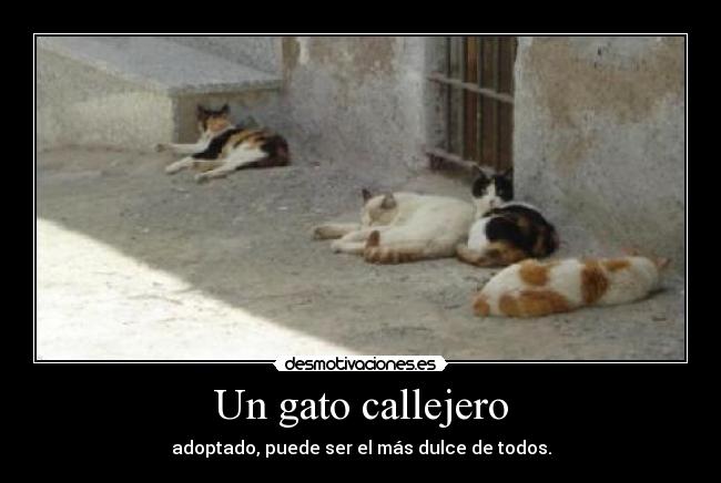 Un gato callejero - adoptado, puede ser el más dulce de todos.