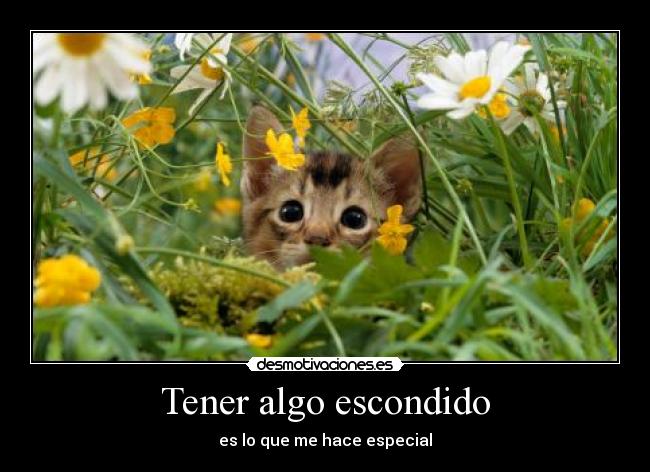 carteles gatito escondido desmotivaciones