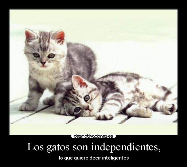 Los gatos son independientes, - lo que quiere decir inteligentes