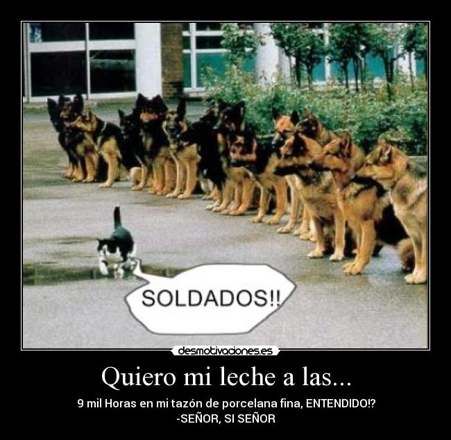 carteles gato soldados quiero leche tazon porcelana fina capichi senor senor perros infanter desmotivaciones