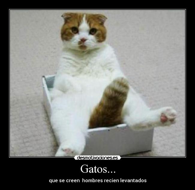 Gatos... - 