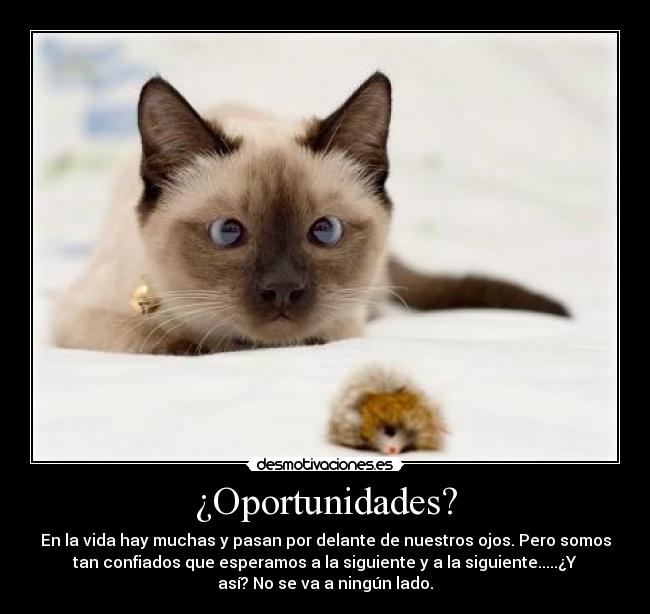 ¿Oportunidades? - En la vida hay muchas y pasan por delante de nuestros ojos. Pero somos
tan confiados que esperamos a la siguiente y a la siguiente.....¿Y
así? No se va a ningún lado.