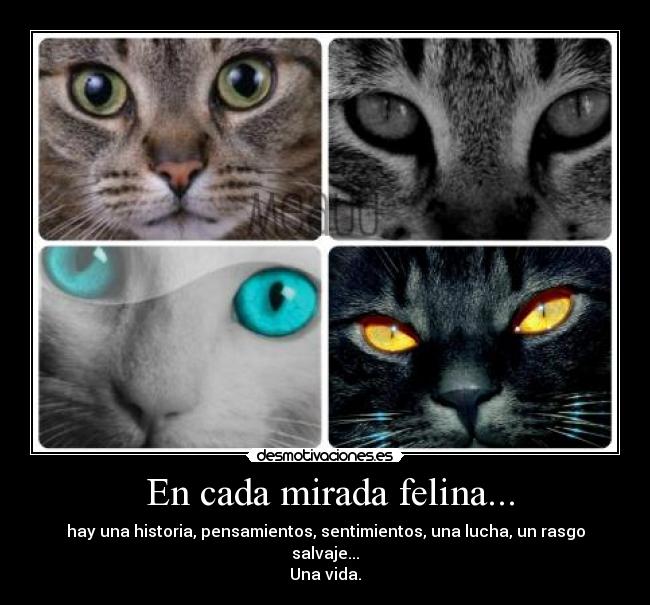 En cada mirada felina... - hay una historia, pensamientos, sentimientos, una lucha, un rasgo salvaje...
Una vida.