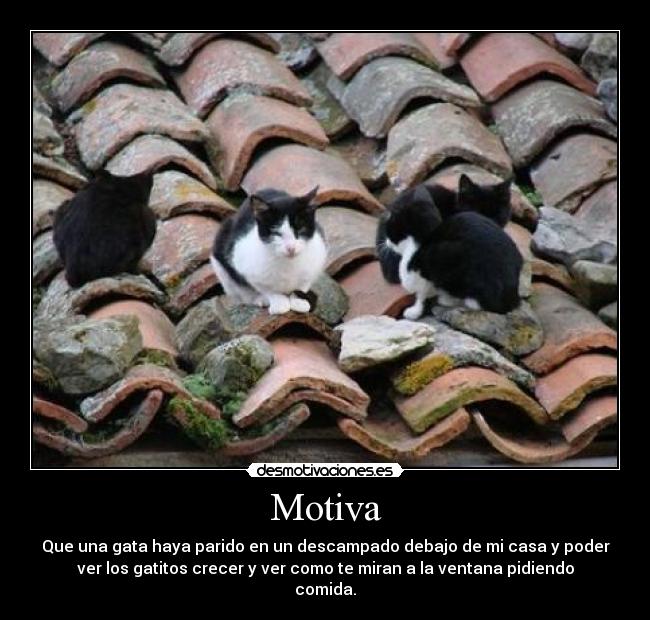 Motiva - Que una gata haya parido en un descampado debajo de mi casa y poder
ver los gatitos crecer y ver como te miran a la ventana pidiendo
comida.