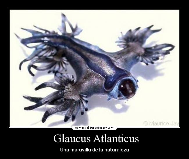  Glaucus Atlanticus - Una maravilla de la naturaleza