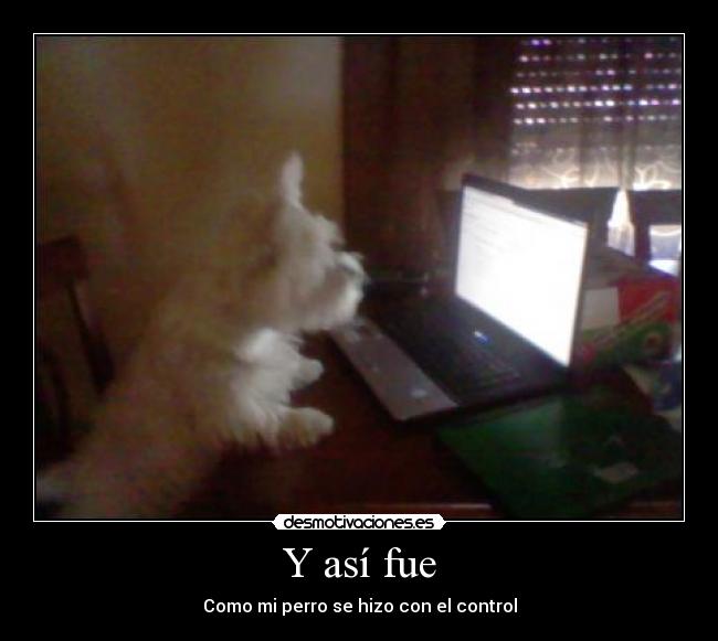Y así fue - Como mi perro se hizo con el control