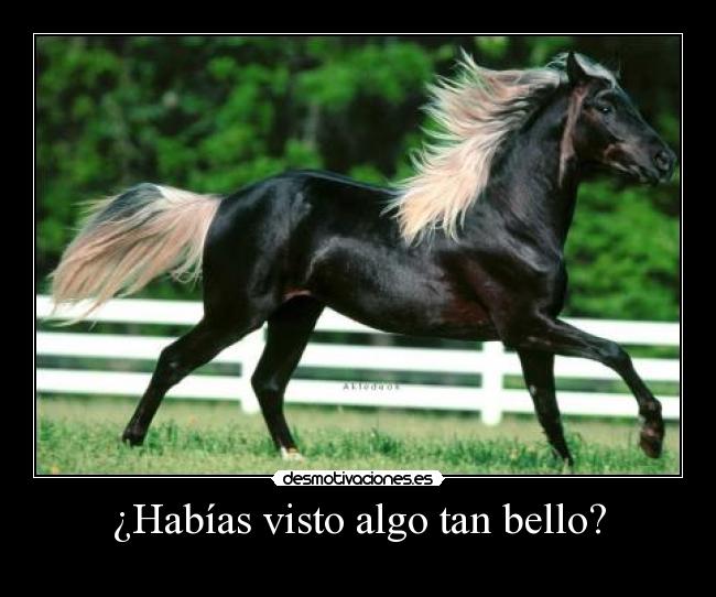¿Habías visto algo tan bello? - 