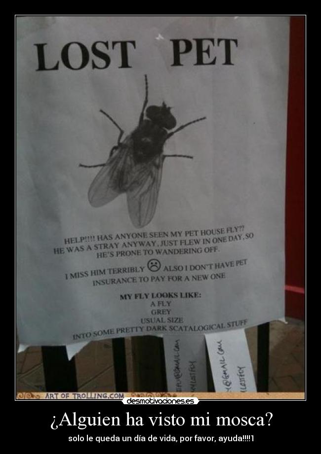 ¿Alguien ha visto mi mosca? - solo le queda un día de vida, por favor, ayuda!!!!1