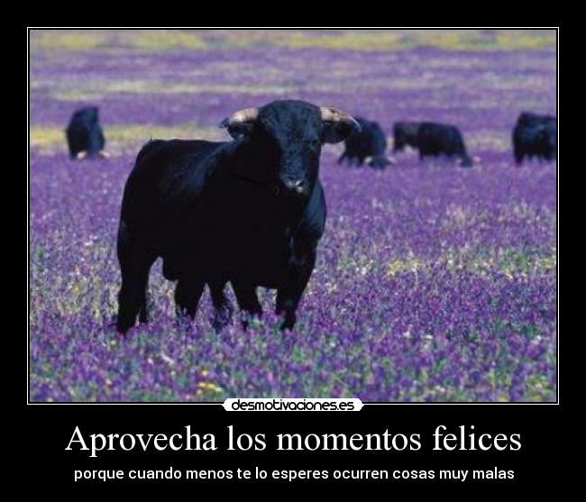 Aprovecha los momentos felices - 