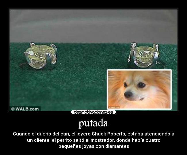 putada - Cuando el dueño del can, el joyero Chuck Roberts, estaba atendiendo a
un cliente, el perrito saltó al mostrador, donde había cuatro
pequeñas joyas con diamantes