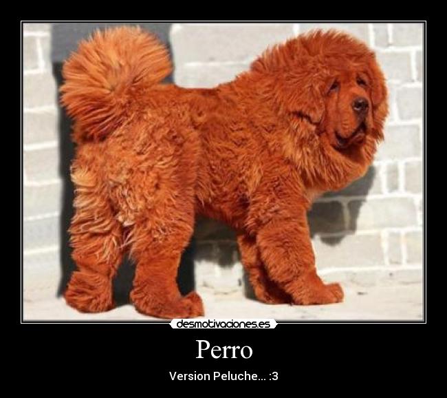 Perro - Version Peluche... :3