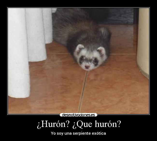 ¿Hurón? ¿Que hurón? - Yo soy una serpiente exótica