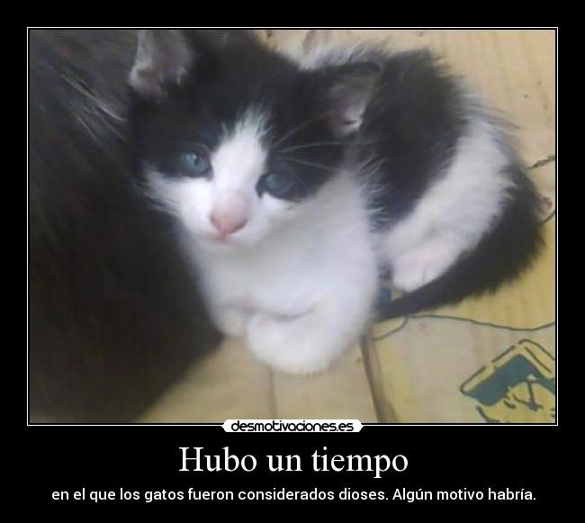 Hubo un tiempo - en el que los gatos fueron considerados dioses. Algún motivo habría.