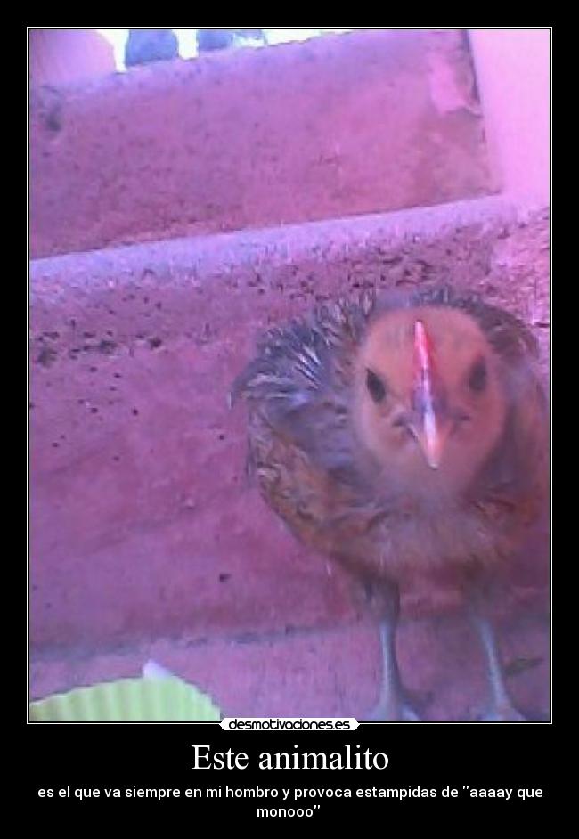 Este animalito - es el que va siempre en mi hombro y provoca estampidas de aaaay que monooo