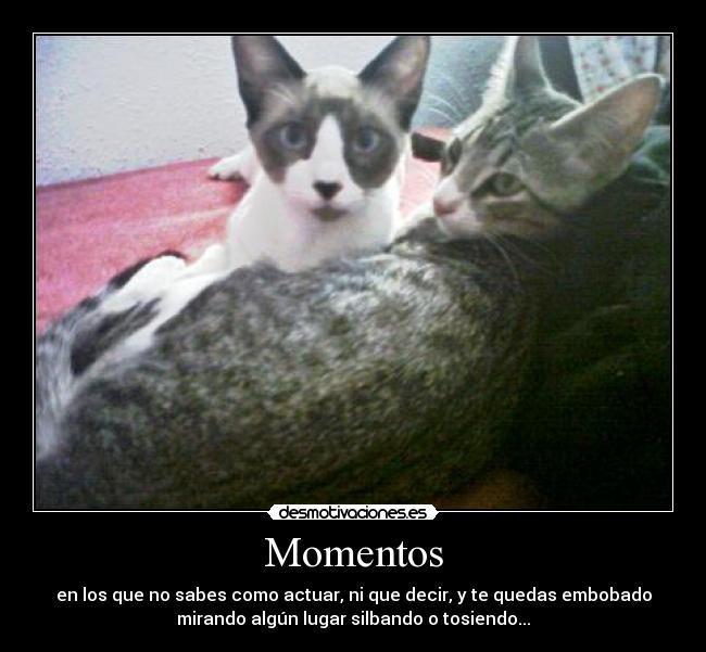 Momentos - 