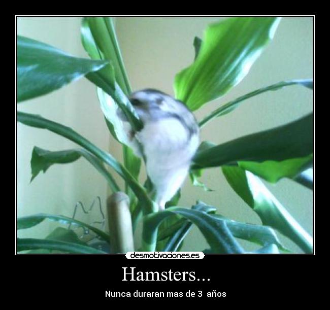 Hamsters... - 
