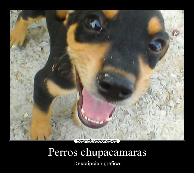 Perros chupacamaras - 