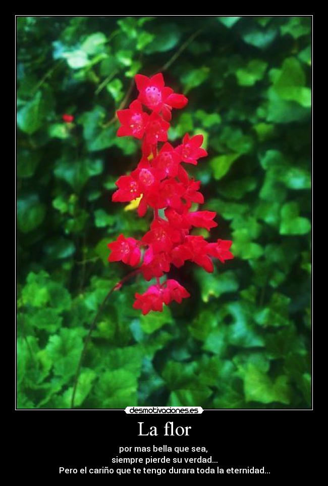 La flor - por mas bella que sea, 
siempre pierde su verdad...
Pero el cariño que te tengo durara toda la eternidad...