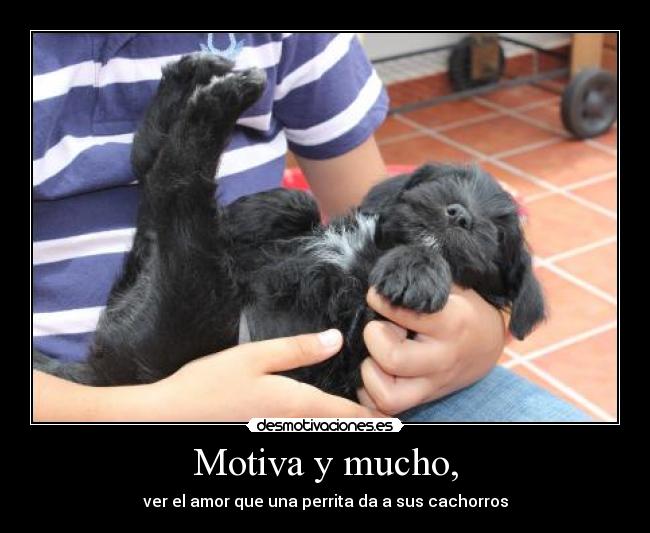 Motiva y mucho, - ver el amor que una perrita da a sus cachorros
