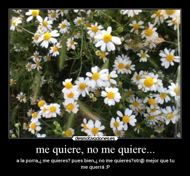me quiere, no me quiere... -