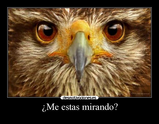 ¿Me estas mirando? - 