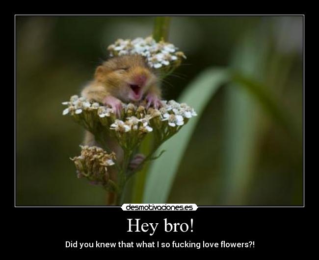 Hey bro! - Did you knew that what I so fucking love flowers?!