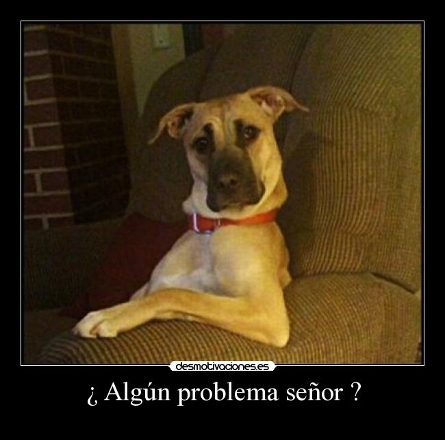 carteles perro desmotivaciones