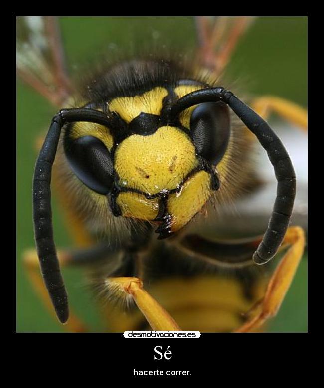 carteles avispacorrer desmotivaciones