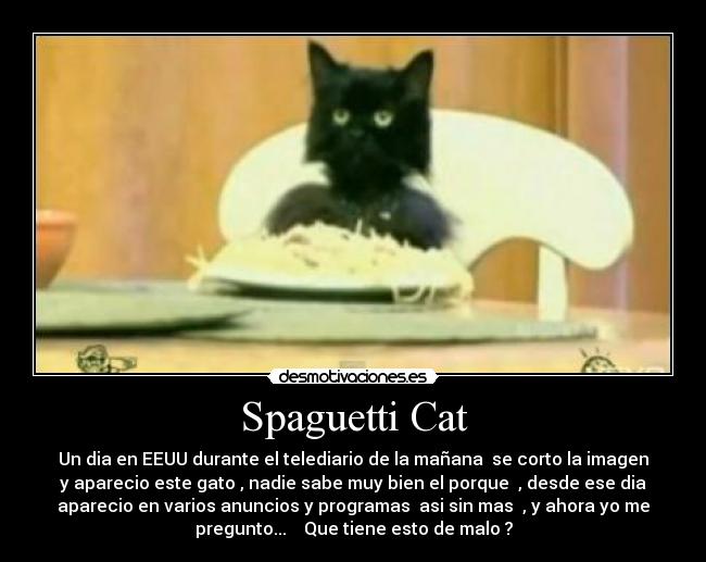 Spaguetti Cat -