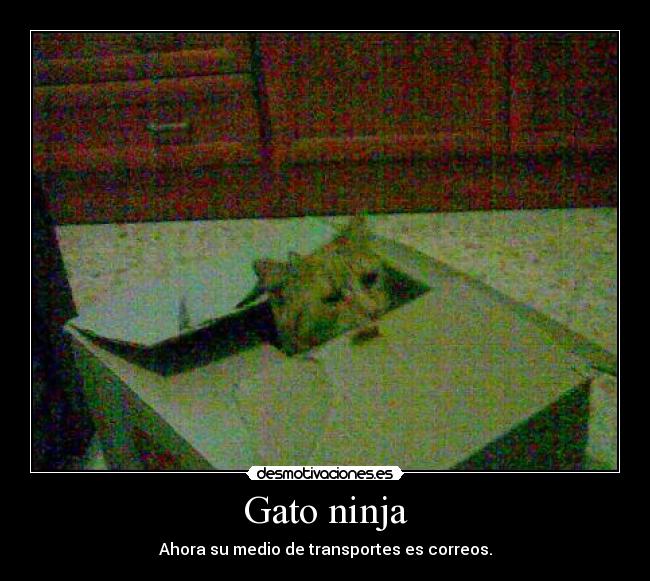 Gato ninja - Ahora su medio de transportes es correos.