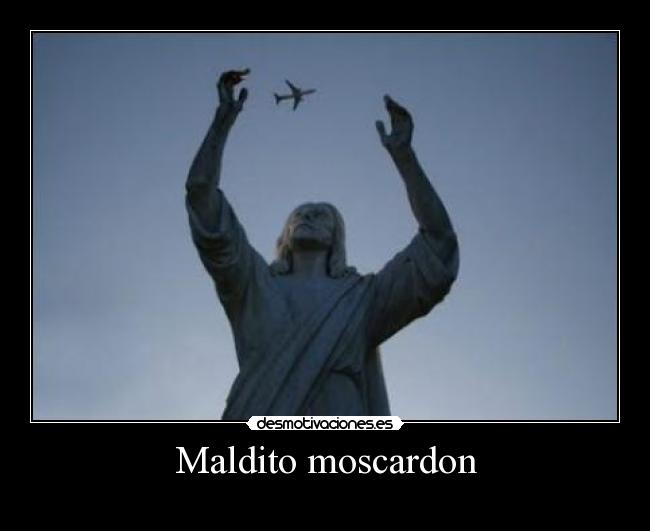 Maldito moscardon - 