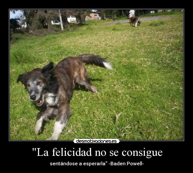 La felicidad no se consigue - 