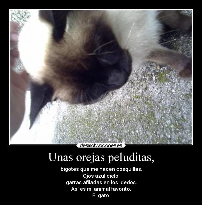 Unas orejas peluditas, - bigotes que me hacen cosquillas.
Ojos azul cielo,
garras afiladas en los  dedos.
Así es mi animal favorito.
El gato.