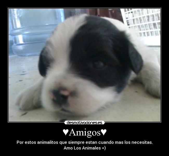♥Amigos♥ -