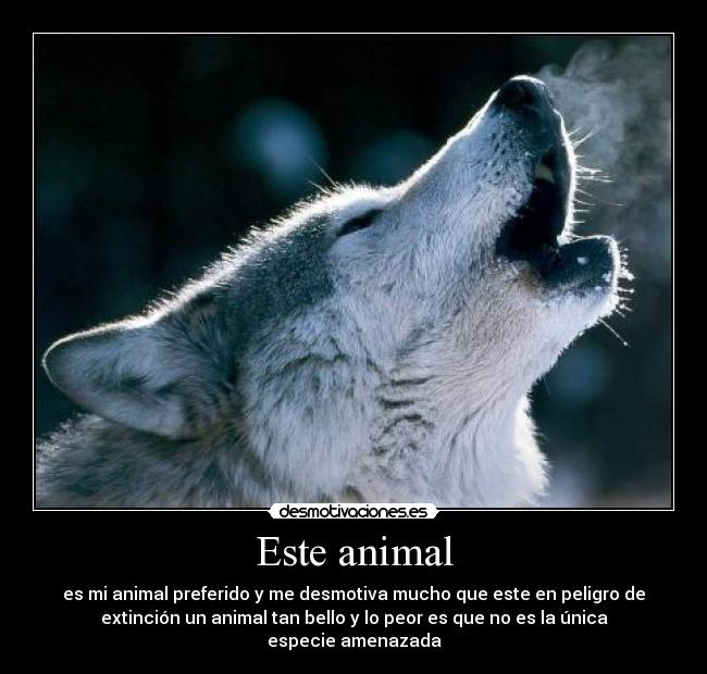Este animal - es mi animal preferido y me desmotiva mucho que este en peligro de
extinción un animal tan bello y lo peor es que no es la única
especie amenazada
