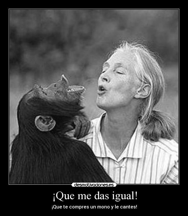 ¡Que me das igual! - ¡Que te compres un mono y le cantes!