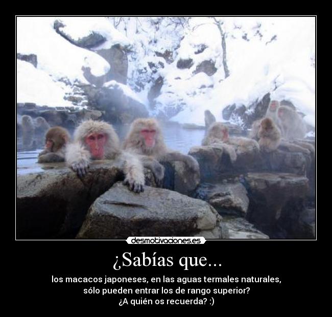 ¿Sabías que... - los macacos japoneses, en las aguas termales naturales,
sólo pueden entrar los de rango superior?
¿A quién os recuerda? :)
