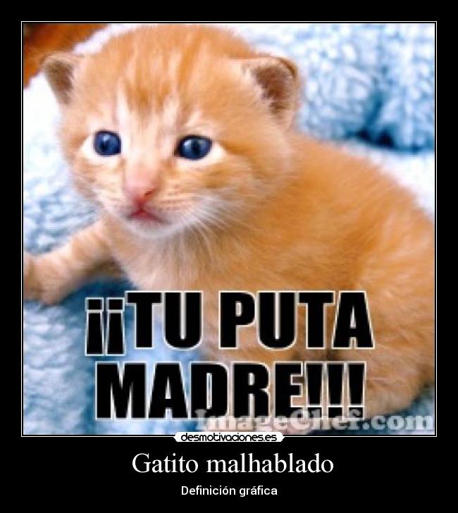 carteles puta madre gatito mal hablado definicion grafica desmotivaciones