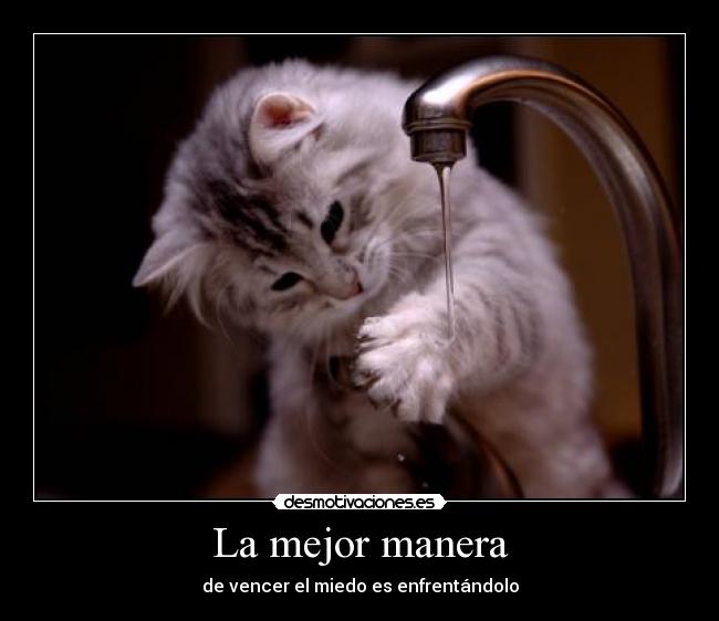 carteles gato desmotivaciones