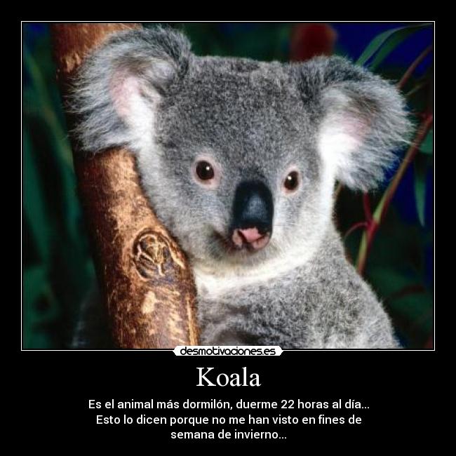 Koala - Es el animal más dormilón, duerme 22 horas al día...
Esto lo dicen porque no me han visto en fines de
semana de invierno...