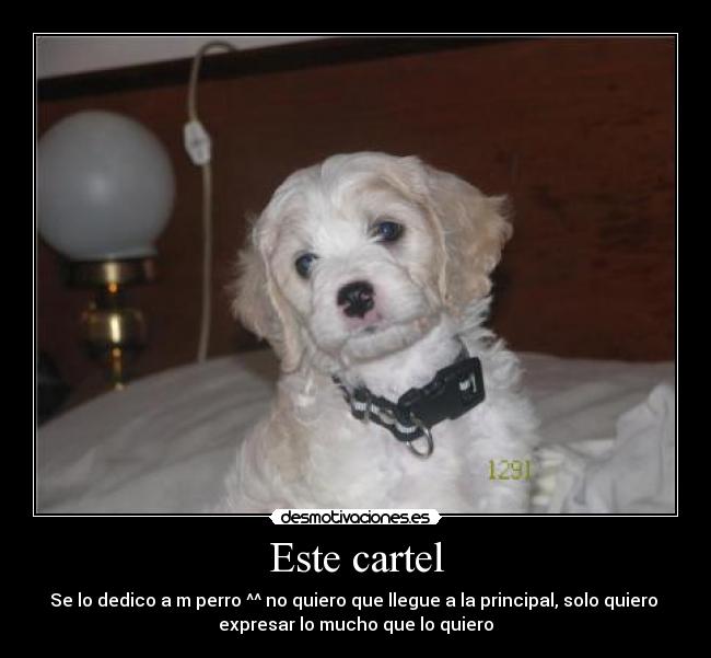 carteles perro mas hermoso del mundo desmotivaciones