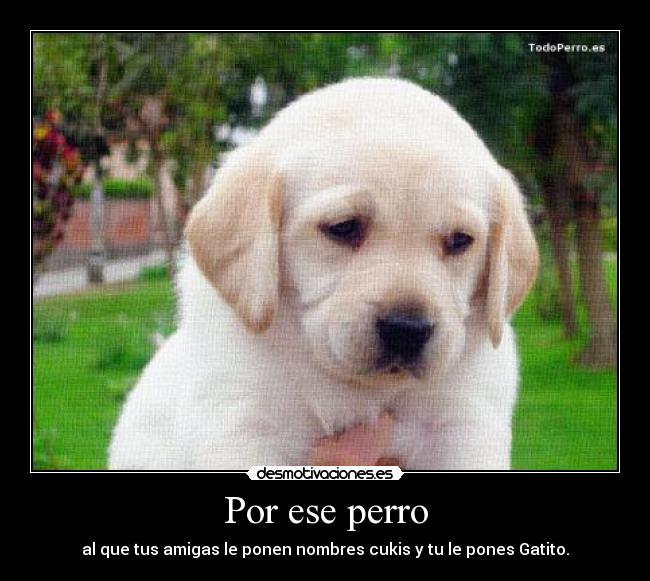 Por ese perro - al que tus amigas le ponen nombres cukis y tu le pones Gatito.
