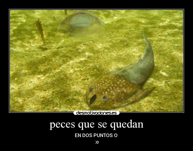 peces que se quedan -
