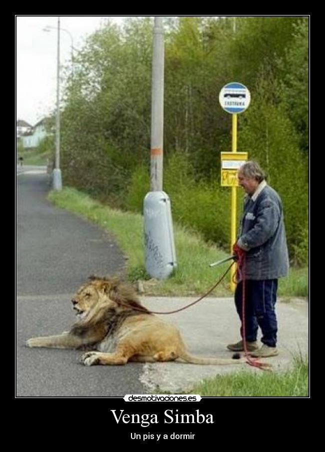 Venga Simba - Un pis y a dormir