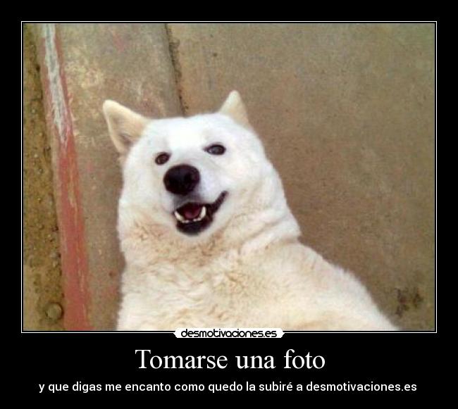carteles perro foto desmotivaciones