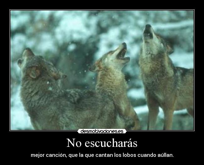 No escucharás - 